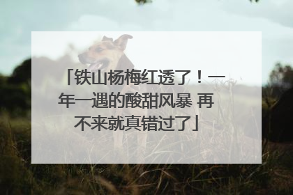 铁山杨梅红透了！一年一遇的酸甜风暴 再不来就真错过了