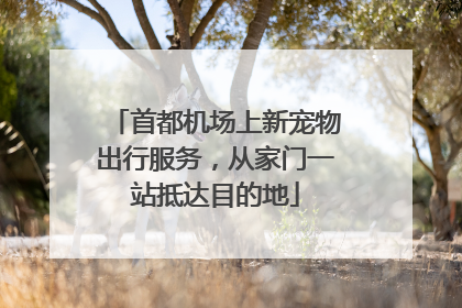 首都机场上新宠物出行服务，从家门一站抵达目的地