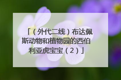 （外代二线）布达佩斯动物和植物园的西伯利亚虎宝宝（2）