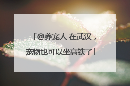 @养宠人 在武汉，宠物也可以坐高铁了